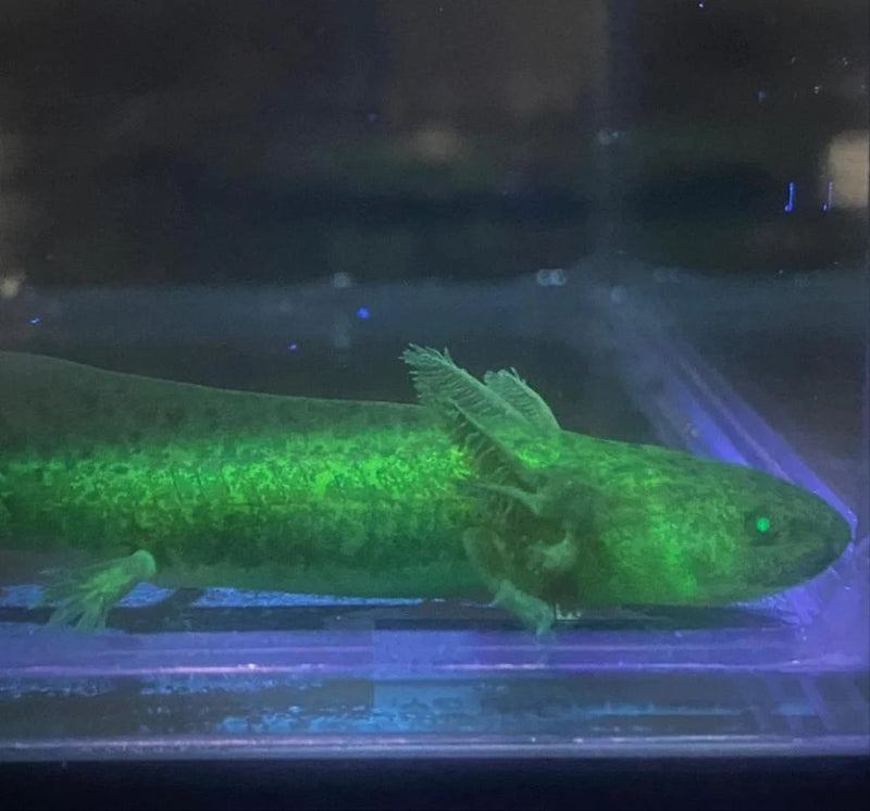 Live Large GFP Axolotl