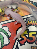 Live Leucistic Axolotl -  "A" - Female