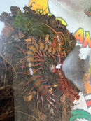 Malaysian Cherry Red Centipede (Scolopendra subspines dehaani)
