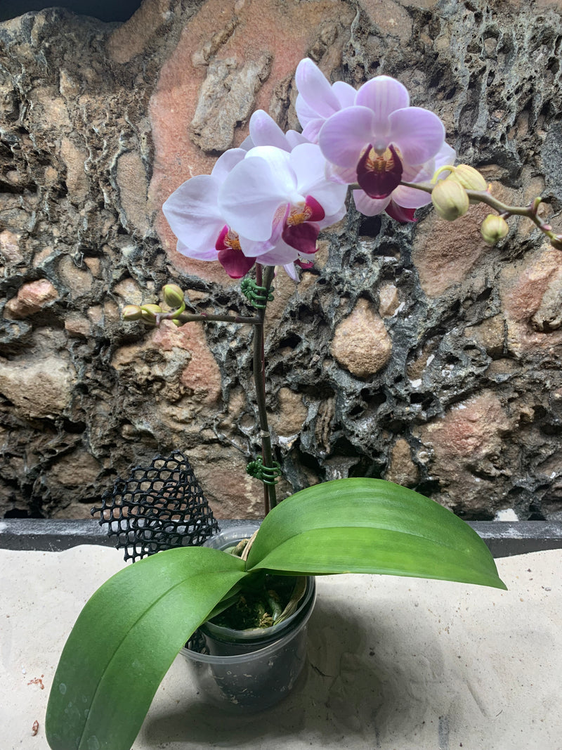 Live Moth Orchid Plant (Phalaenopsis amabilis Blume)