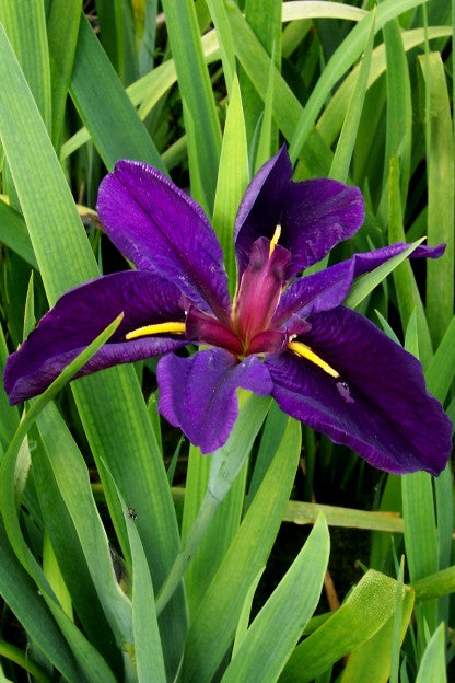 Live Pond Black Gamecock Iris – (Iris louisiana) ‘black gamecock’ 4" Pot