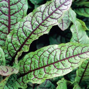 Live Pond Bloody Dock – (Rumex sanguineus) 8" Pot