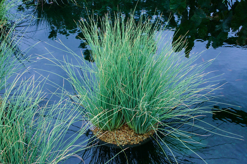 Live Pond Blue Rush – (Juncus glaucus) 8" Pot