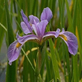 Live Pond Blue Water Iris – (Iris versicolor) 4" Pot