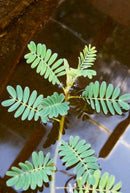 Live Pond Floating Botswana Wonder – (Aeschynomene fluitans)