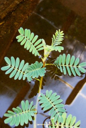 Live Pond Floating Botswana Wonder – (Aeschynomene fluitans)
