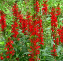 Live Pond Cardinal Flower – (Lobelia cardinalis)
