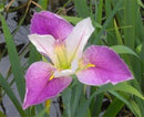 Live Pond Colorific Iris – Iris louisiana ‘colorific’