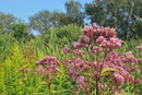 Live Pond Joe Pye Weed – (Eupatorium maculatum)