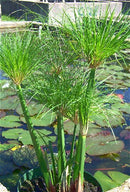 Live Pond Little Giant Papyrus – Cyperus (papyrus percamentus) 4" pot