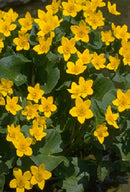 Live Pond Marsh Marigold – (Caltha palustris)  4" Pot