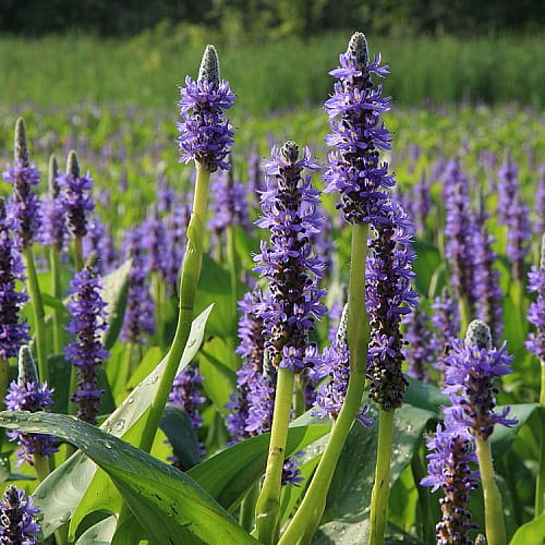 Live Pond Pickerel Rush (Pontederia cordata) 4" Pot