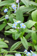 Live Pond Water Forget-Me-Not – (Myosotis scorpioides) 4" Pot