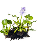 Live Pond Water Hyacinth (Eichhornia crassipes)