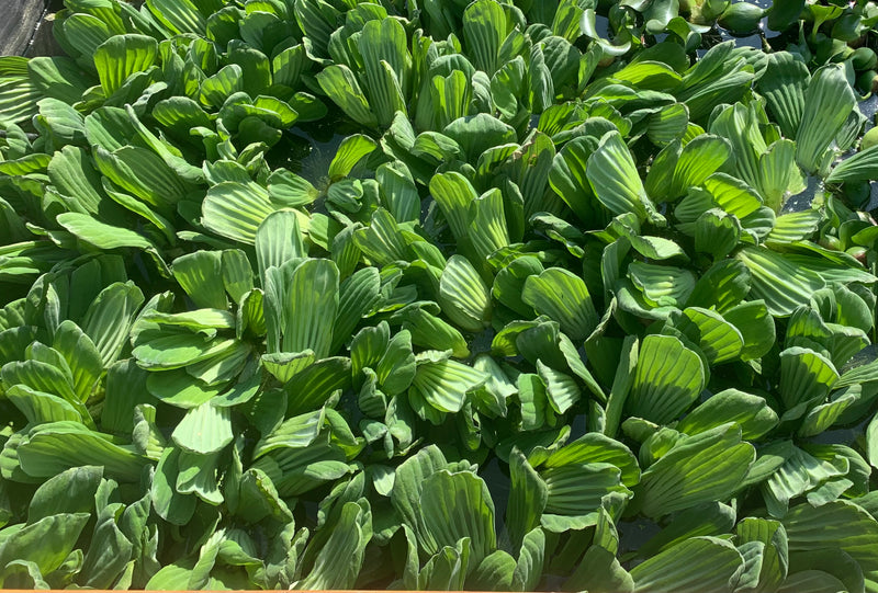 Live Pond Water Lettuce – (Pistia stratiotes)