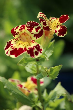 Live Pond Yellow Monkey Flower – (Mimulus luteus) 4" Pot