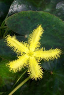 Live Pond Yellow Snowflake – (Nymphoides geminata)