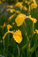 Live Pond Yellow Water Iris – (Iris pseudacorus)  4" Pot