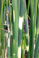 Live Pond Zebra Rush – (Scirpus tabernaemontani zebrinus)