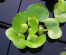 Live Pond Dwarf Water Hyacinth (Eichhornia crassipes)