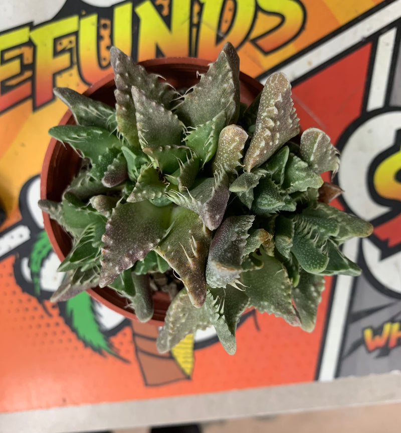 Live Tiger Jaws Succulent Plant (Faucaria tigrina)