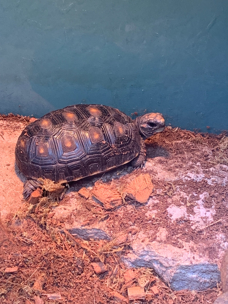 Red Foot Tortoise Baby - (Geochelone carbonaria) pic from Feb.21/24