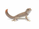 Live C.B. Scorpion-tailed Gecko (Pristurus carteri)