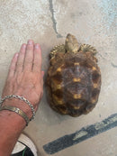 African Spurred Tortoise - (Centrochelys sulcata) African Spurred Tortoise  - (Centrochelys sulcata) Roughly 1.6kg on Aug. 20/25