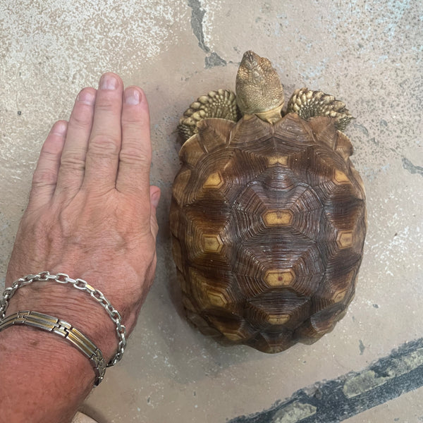 African Spurred Tortoise (Centrochelys sulcata) African Spurred Tort