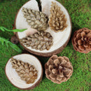 Living World Edible Pine Cones Chew Toy - Brown - 6 pack - 66 g (2.3 oz)