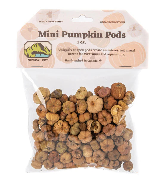 NewCal Mini Pumpkin Pods, 1 oz.