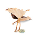 NewCal Golden Mushrooms – 4 Pack