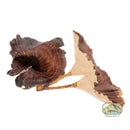 NewCal Golden Mushrooms – 4 Pack