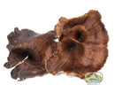 NewCal Golden Mushrooms – 4 Pack