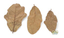 NewCal Water Oak Leaf Litter 0.5 oz.