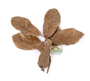 NewCal Water Oak Leaf Litter 0.5 oz.