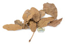 NewCal Water Oak Leaf Litter 0.5 oz.