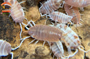 Orange Creamsicle Isopods  (Porcellionides pruinosus) 10+