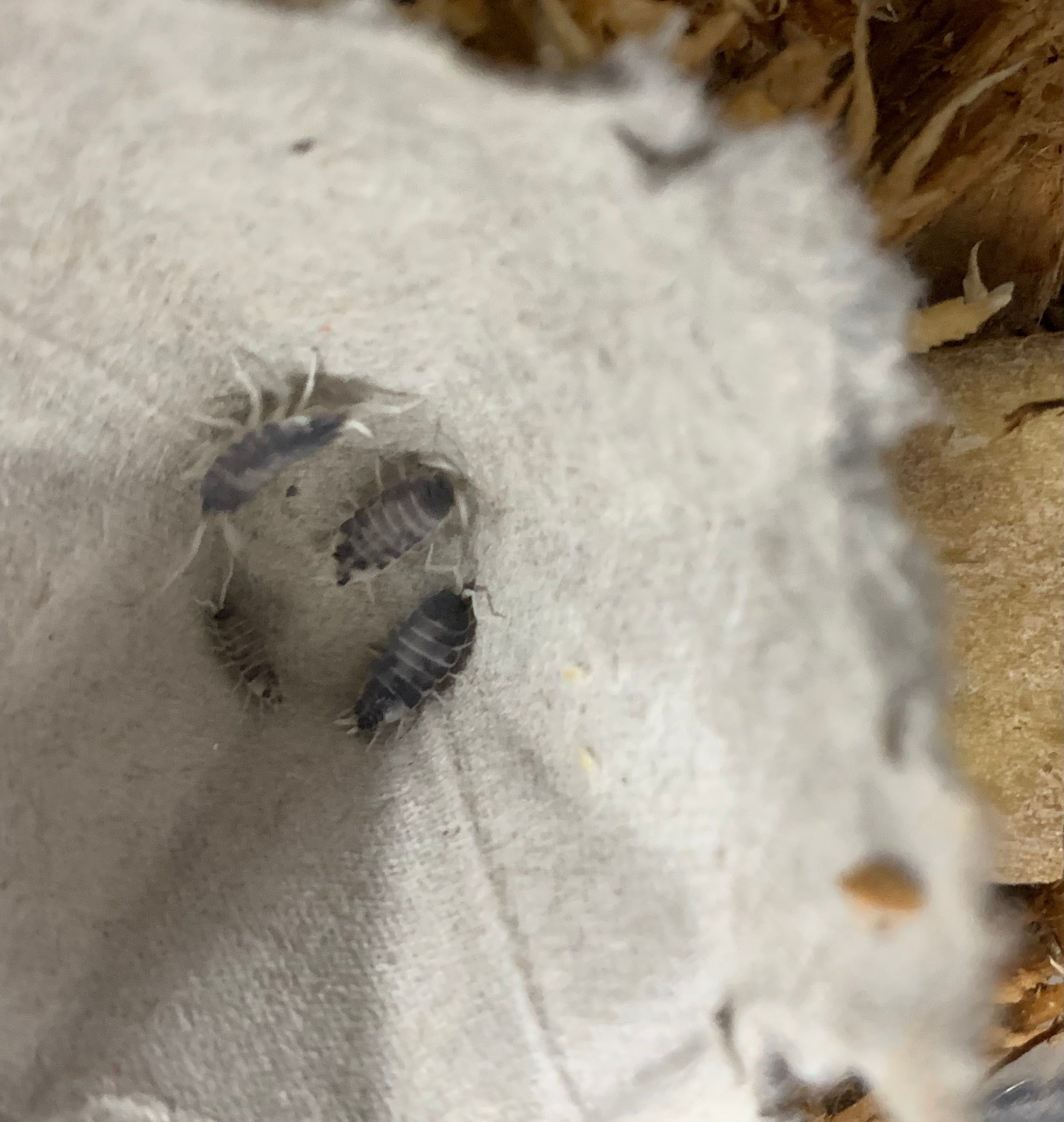 Oreo Crumble isopods (Porcellionides pruinosus) - 12