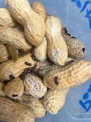 Peanut Beetle Colony (Ulomoides dermestoides)