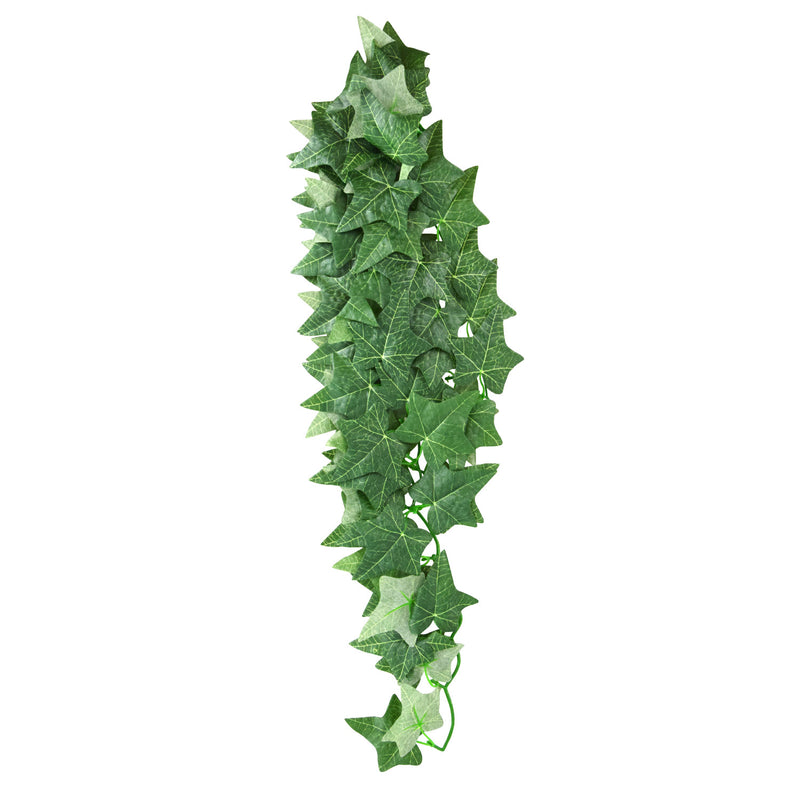 Reptile Ivy Plant - 24in