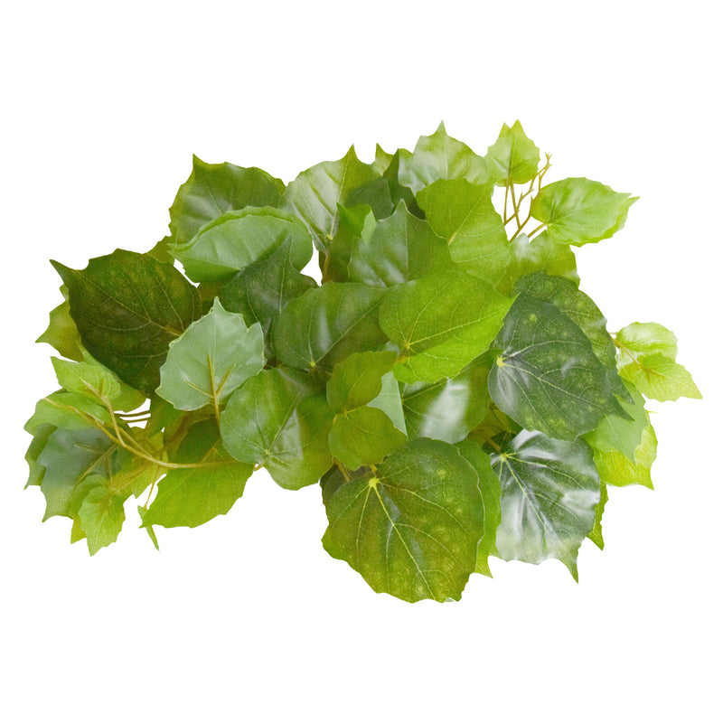 pothos safe for reptiles Reptile Pothos Plant Plant