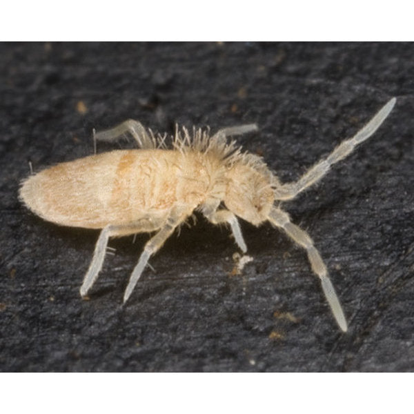 SpringTail Culture ‘Pink’  (Sinella Curviseta)