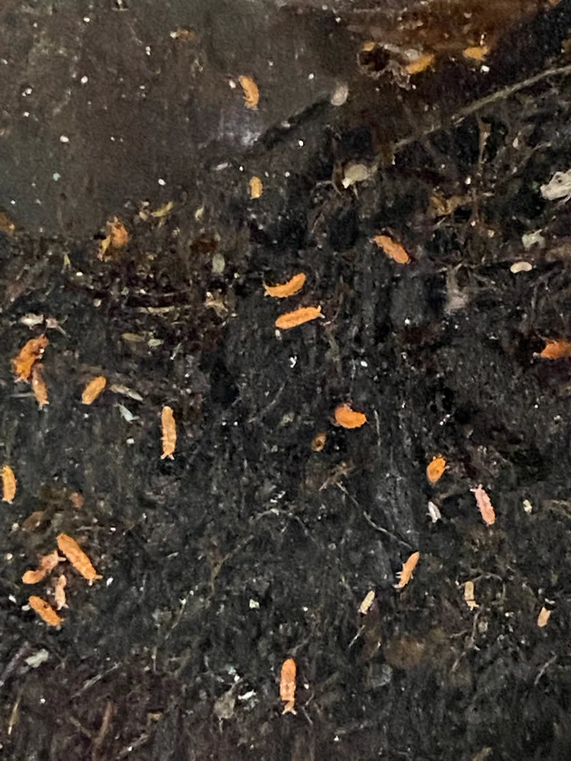 SpringTail Culture Spanish Orange (Yuukianura aphoruroides)