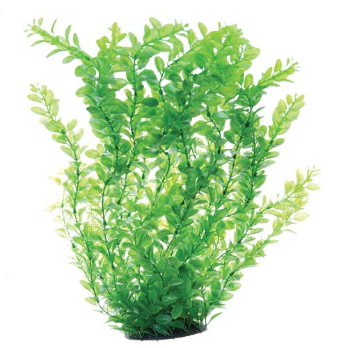 UT Green Cardamine - 24" - Aquarium Ornament