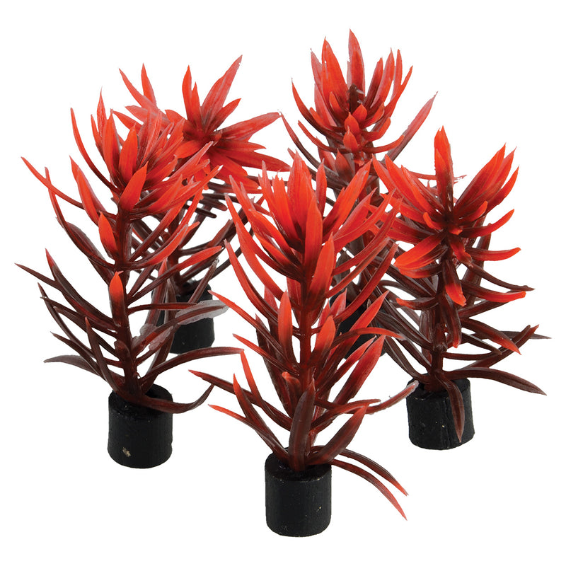 UT Mini Plant - Red and Brown - 3" - 5 pk