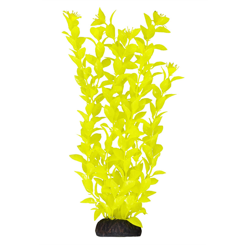 UT Ludwigia - Yellow - 12"