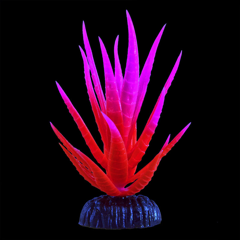 UT Glo Glowing Yucca - Pink - Small