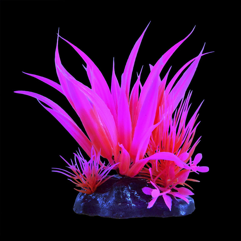 UT Glow Star Plant - Pink - "Glow in the Dark"