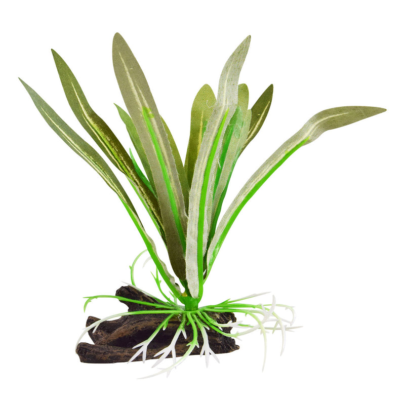 UT Silk Dwarf Sagittaria